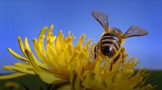 EU Parliament Calls for Binding Targets to Protect Biodiversity
